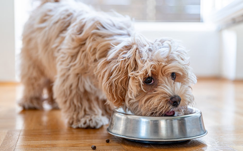 ظرف آب و غذا